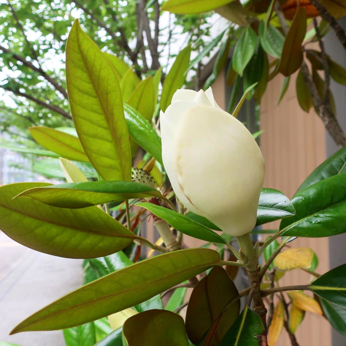 This #magnolia is elegantly beautiful!! 👉 keinarujima.blogspot.com/2023/06/magnol…

優雅です。続きは上のリンクから。

#magnoliagrandiflora #color #southernmagnolia #細葉泰山木 #色 #ホソバタイサンボク #泰山木 #タイサンボク