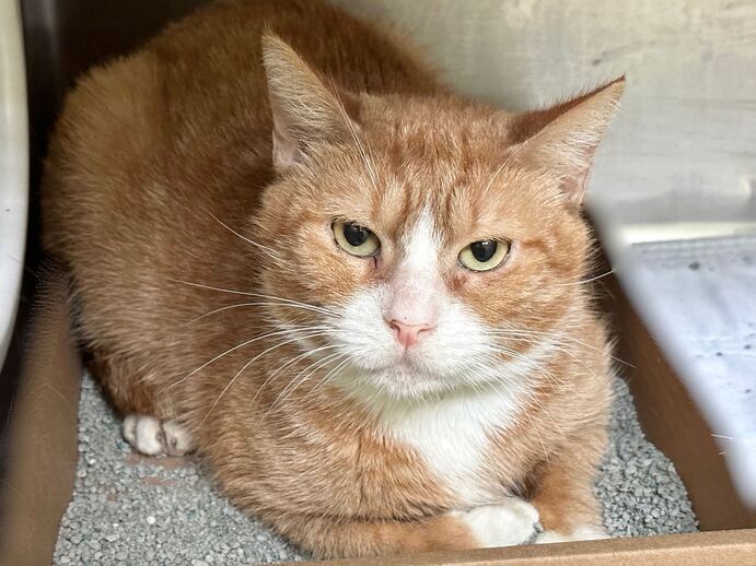 NYCDEATHROWCATS's tweet photo. THERE ARE NOW 40 ANIMALS (7 CATS &amp; 33 DOGS) :( AT RISK FOR THURSDAY 6/15/23 DEADLINE IS NOON. PLEASE SHARE, FOSTER, ADOPT, TAG FRIENDS, POST TO SOCIAL MEDIA SITES, PLEDGE TO HELP SAVE THEIR LIVES. NEW PHOTOS https://t.co/Rt2PL8RaPy https://t.co/w4Y6GXfWIW