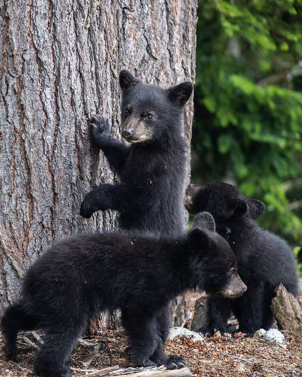 Strike a paws.
The adorable babies are now all grown up and part of Whistler's local bear population. They will soon be moving up the mountains in search of food on mountain slopes.
 
📷: @fossfocus
#wearewhistler #adventurehere