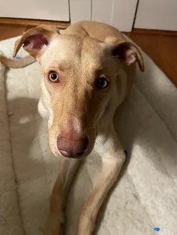 KeithOlbermann's tweet image. SENNA IS MISSING IN LONG ISLAND CITY: Last seen at Thomson Ave and 44th Drive. She's 50 pounds and chipped: 985113007107846. If you've seen or found her please call 888-466-3242 and PLEASE RT SENNA!