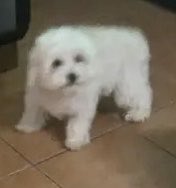 KeithOlbermann's tweet image. COOKIE IS MISSING IN QUEENS: Last seen at 90th Road and 87th Avenue in Woodhaven. She's chipped:
941000016855540 and 10 pounds. If you've seen or found him please call 888-466-3242 and PLEASE RT COOKIE!