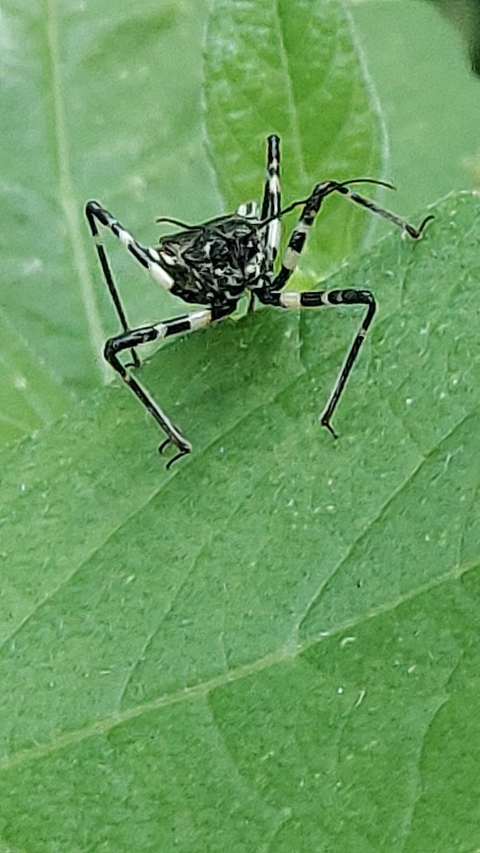 yzbekO's tweet photo. 🐜 ヨコズナサシガメ 🐜
葉っぱの上に又黒光り ?
寄ってみたら ♪♪
縁が白黒のカメムシ ♪♪♪
・
#昆虫 #Insect
#ヨコズナサシガメ
#横綱刺亀
#AgriosphodrusDohrni
#サシガメ科ヨコズナサシガメ属
#InsectPictures
#Macrophoto https://t.co/sUkcNycc73
