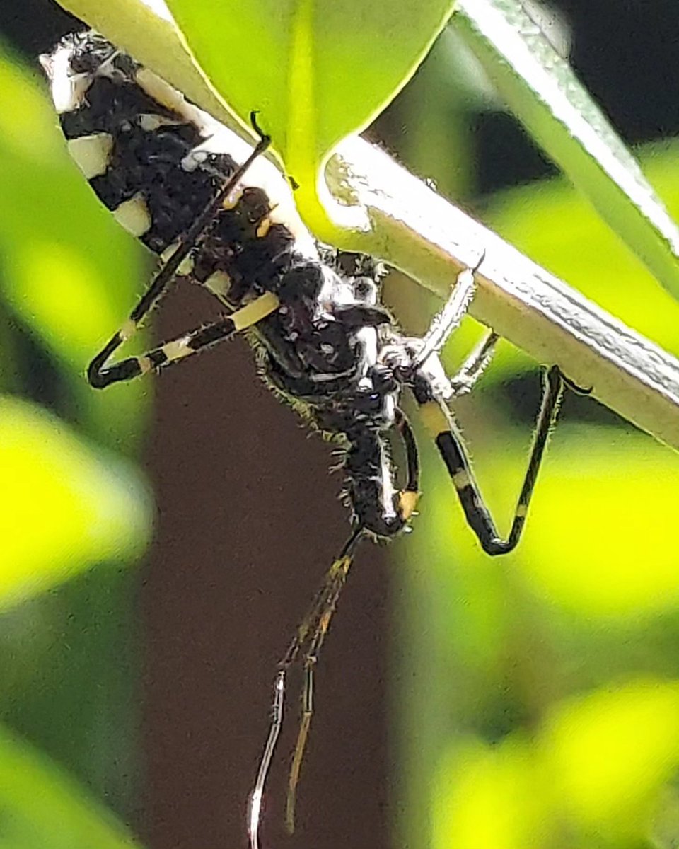yzbekO's tweet photo. 🐜 ヨコズナサシガメ 🐜
葉っぱの上に又黒光り ?
寄ってみたら ♪♪
縁が白黒のカメムシ ♪♪♪
・
#昆虫 #Insect
#ヨコズナサシガメ
#横綱刺亀
#AgriosphodrusDohrni
#サシガメ科ヨコズナサシガメ属
#InsectPictures
#Macrophoto https://t.co/sUkcNycc73
