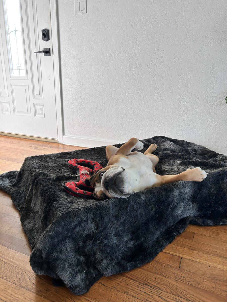 rtgive's tweet photo. thought Bruce was taking a cute little nap https://t.co/U3NGIs3H6d