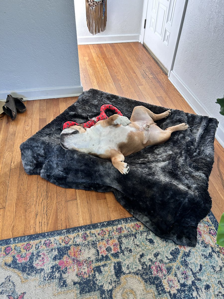 rtgive's tweet photo. thought Bruce was taking a cute little nap https://t.co/U3NGIs3H6d