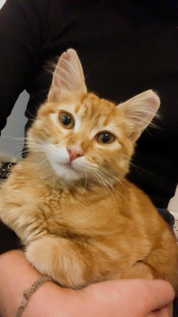 ZoeSantos77's tweet photo. Encontramos a este bebe solito y con mucha hambre, lo tenemos provisoriamente en el Depto pero está buscando una familia para siempre ❤️

Es super mimoso y anda al rededor de los 3/4 meses 
Se agradece difusión 🫶🏻
@VivireNuevaCba 
@patitasdelsurr https://t.co/R39RhMWz8t
