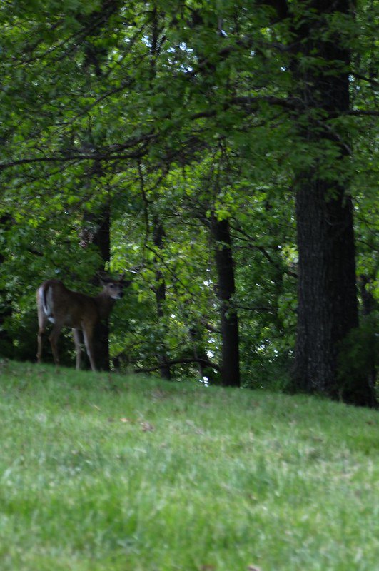 DeerHourly tweet media