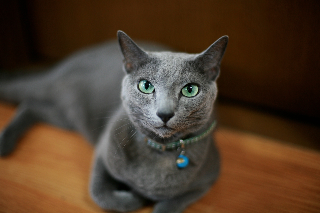 Cat Photo Every Hour (@catphotobot) on Twitter photo 