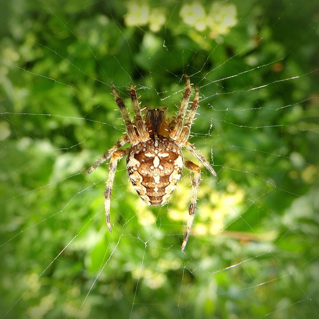 KODAKPIXPRO's tweet photo. Did you know all spiders produce silk.
.
.
.
.
.
.
πΈ Credit: IG User @faunaknipser
#spider #macro #nature #spiders #tarantula #tarantulas #kodakpixpro #kodak #pixpro #az421 #naturephotography #macrophotography #arachnids #spiderweb #tarantulasoftheworld #tarantulakeeper https://t.co/JUFqzaKk00