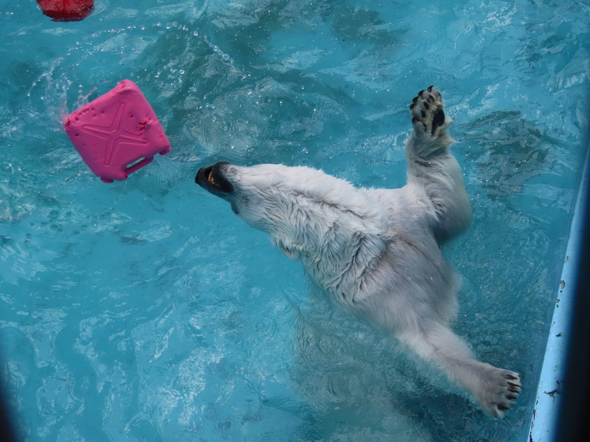 それはそれは美しいえび反りでした

#polarbear #ursusmaritimus
#ホッキョクグマ #アイラ
#obihirozoo #おびひろ動物園