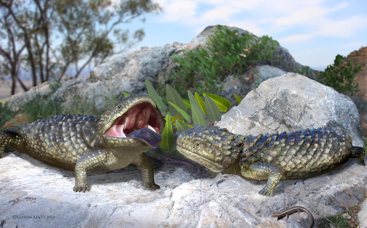 Oh lawd they comin’

Tiliqua frangens is here. The biggest skink that ever existed, lived among the other #Pleistocene #megafauna of eastern Australia until 47,000 years ago.
Read the paper in #ProcB here -&gt; doi.org/10.1098/rspb.2…