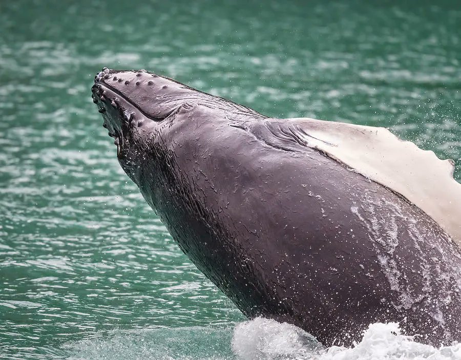 Humpback Whale! buff.ly/3qqBtdm #humpback #whale #breach #breaching #alaska #resurrection #bay #ocean #mammal #marinemammal @joancarroll
