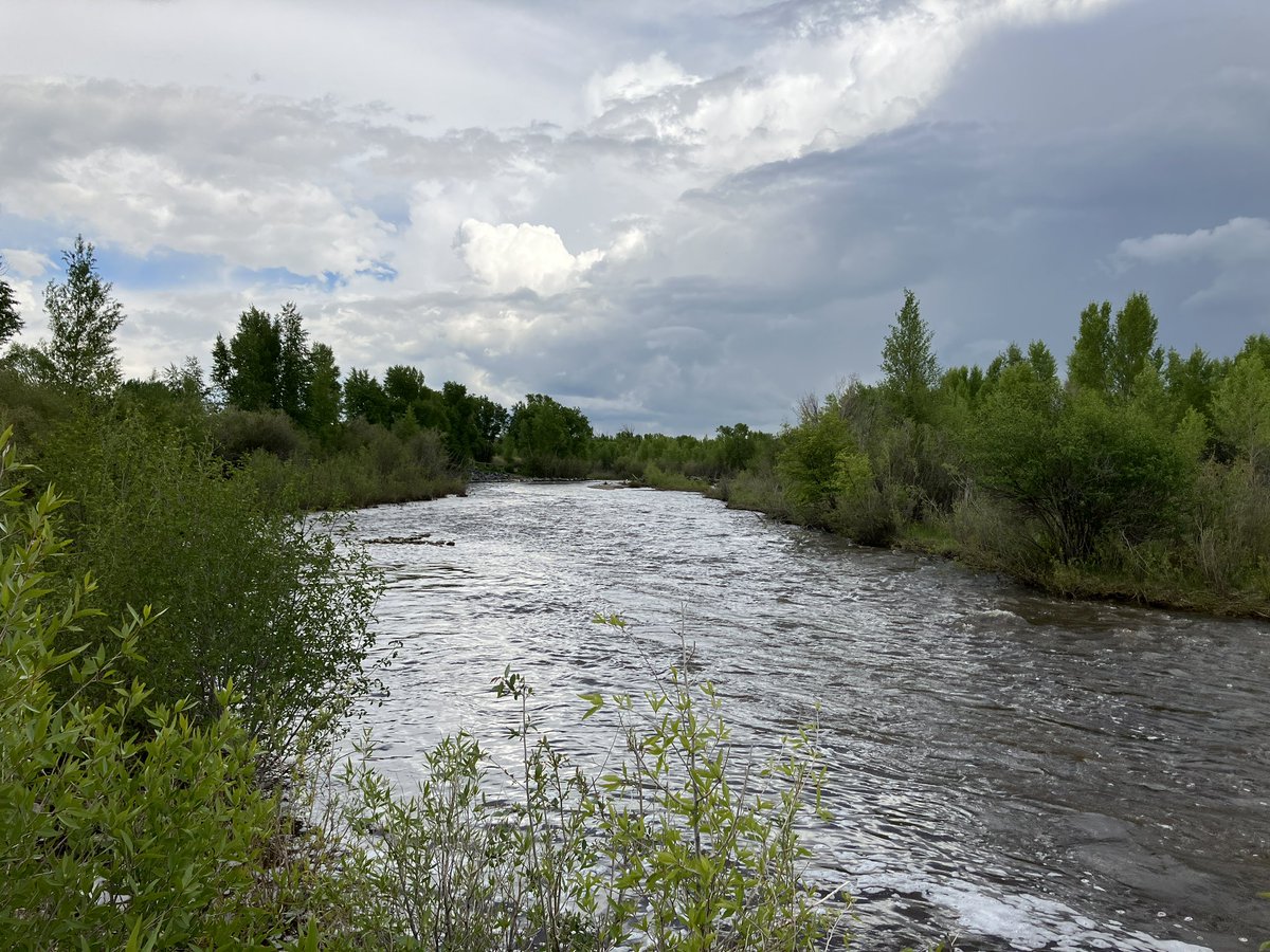CoachellaJones's tweet photo. The Calves were playing, the flowers were blooming, and the river is still running high. It was a lovely walk out at Bear River State Park. #whitebison #evanstonwyoming #wyolife #bison https://t.co/O6HPhT0R5Z