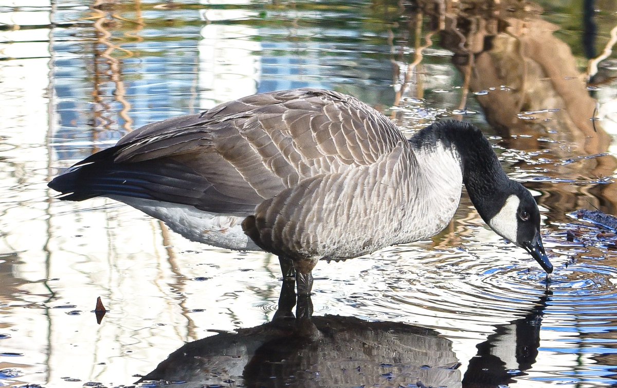 A Thirsty Goose tests the Waters.

#bbcearthmagazine #natgeo #natgeowild #natgeoyourshot #bird_captures #best_birds_of_world #captureinwild #birdsonearth #bird_brilliance #usa_naturehippys #bbcearth #nuts_about_birds #vogelspotten #feather_perfection #universal_bird #Birds #bird