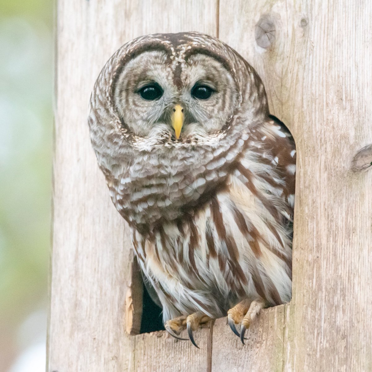 The Day The Owl was in the Box.

#bbcearthmagazine #natgeo #natgeowild #natgeoyourshot #bird_captures #best_birds_of_world #best_birds_of_ig #captureinwild #birdsofinstagram #birdsonearth #natureprimeshot #bestoftheusa_nature #rebels_nature #bird_brilliance #usa_naturehippys