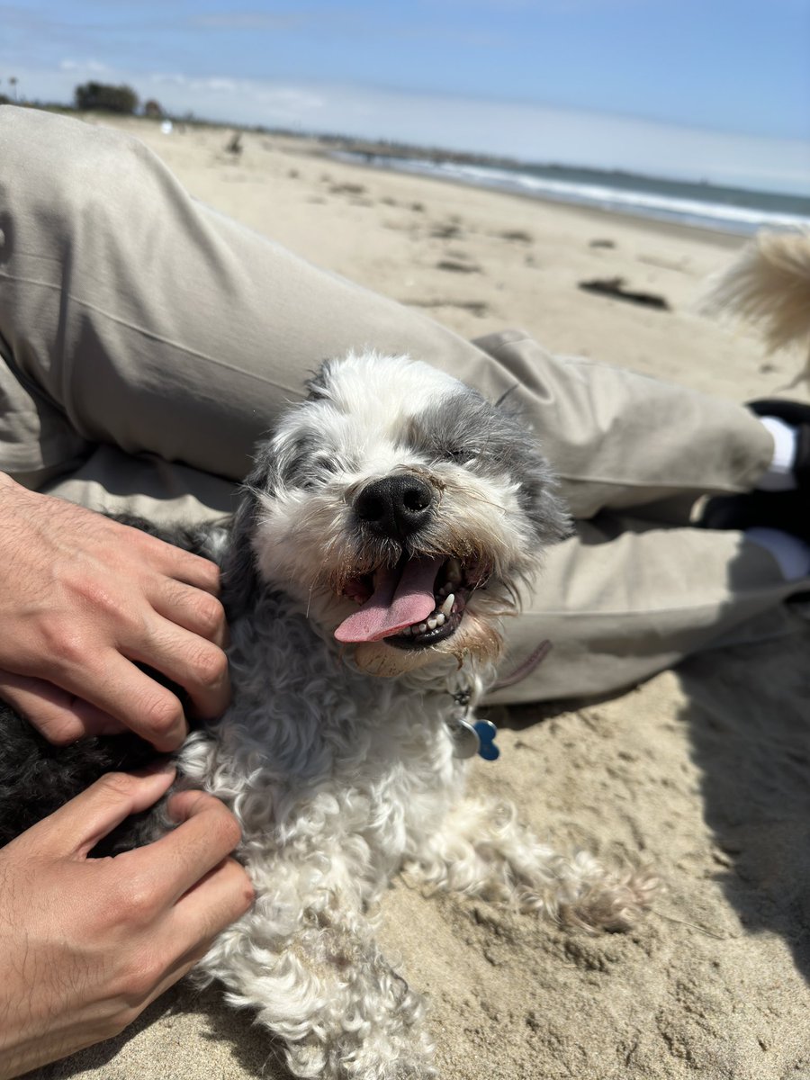 I love being a dog #dogsoftwitter