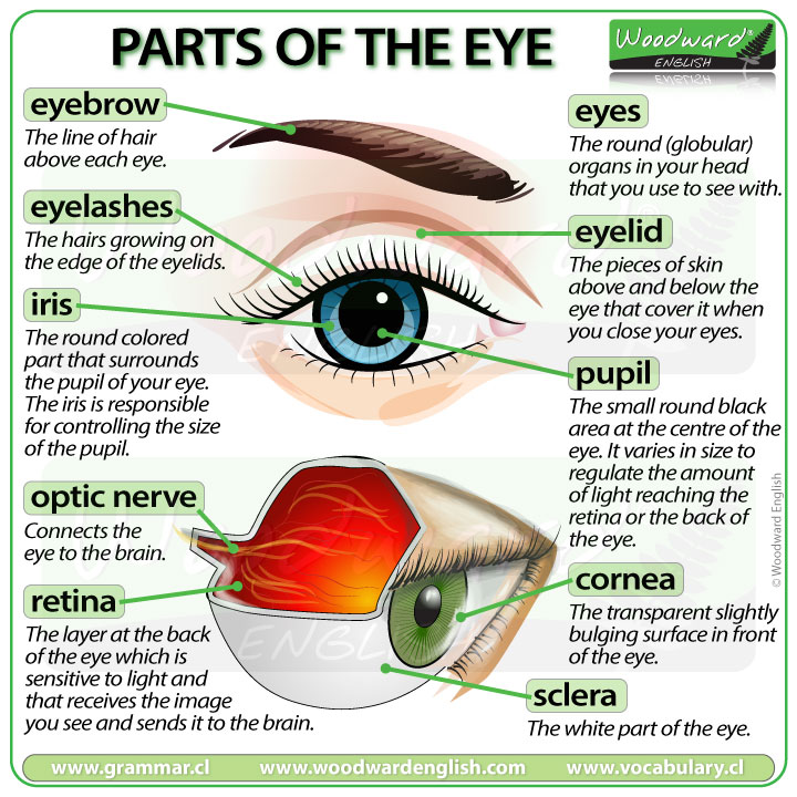 WoodwardEnglish's tweet photo. 👁️ Parts of the Eye 👁️
This chart will help you answer the quiz I posted yesterday.

See our complete English lesson (including a video with pronunciation) here:
https://t.co/vcmLJhp8Ix

#Eyes #EnglishVocabulary #LearnEnglish https://t.co/ruA8hOn3gY