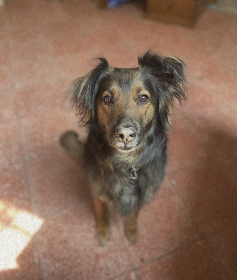 Alina_Gag's tweet photo. No les pasa que ven a sus perritxs adoptadxs y piensan como: ojalá te hubiera tenido desde cachorritita para protegerte de que nadie jamás te hiciera algo malo? https://t.co/K3gbOudocA