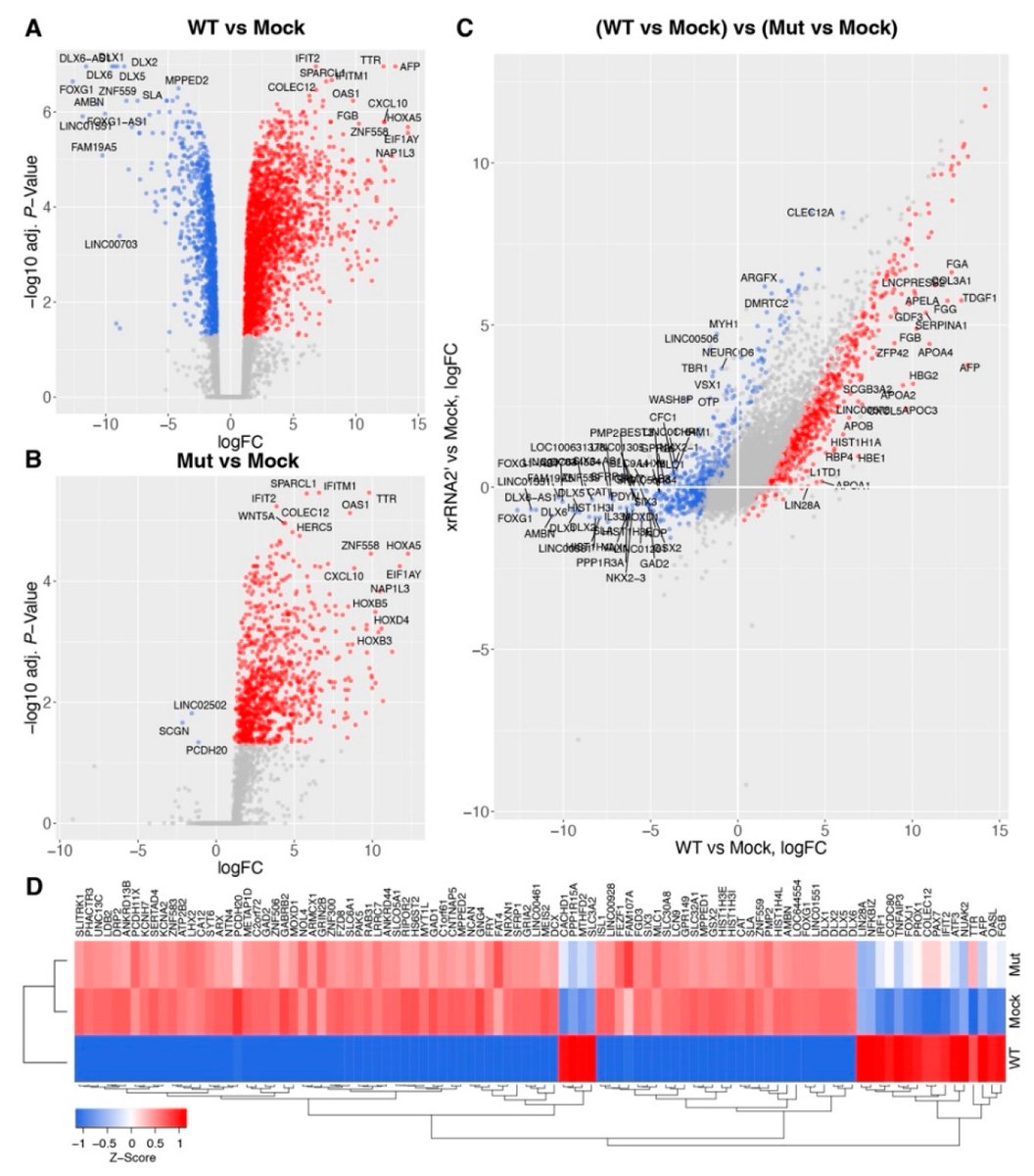University of Queensland SCMB EMCR Group (@scmb_emcr) on Twitter photo Noncoding RNA of Zika Virus Affects Interplay between Wnt-Signaling and Pro-Apoptotic Pathways in the Developing Brain Tissue from <a href="/andriislonchak/">Dr Andrii Slonchak</a> published in <a href="/VirusesMDPI/">Viruses MDPI</a>
mdpi.com/1999-4915/15/5… Noncoding RNA of Zika Virus Affects Interplay between Wnt-Signaling and Pro-Apoptotic Pathways in the Developing Brain Tissue from <a href="/andriislonchak/">Dr Andrii Slonchak</a> published in <a href="/VirusesMDPI/">Viruses MDPI</a>
mdpi.com/1999-4915/15/5…