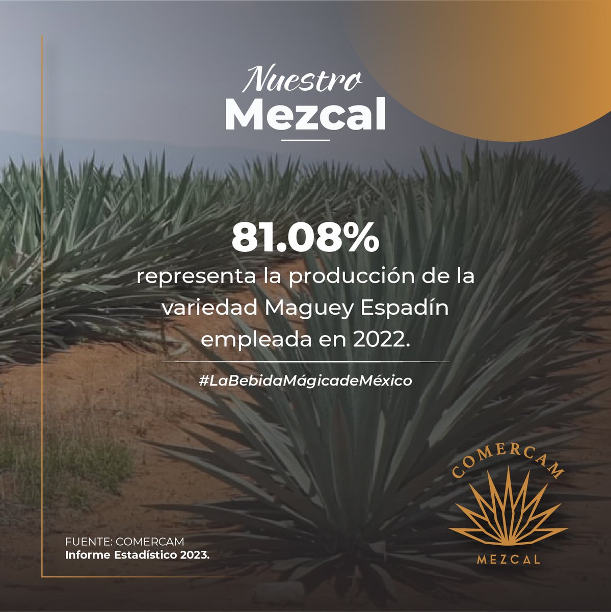 En el año 2022, la variedad de maguey Espadín destacó por ser la más utilizada en la producción de Mezcal, lidereando el 81.08% de la producción total. 
Informe 2023
comercam-dom.org.mx/estadisticas/

#NuestroMezcal #COMERCAM #Indicadores #Estadísticas #Oaxaca #México #Mezcal #DOM