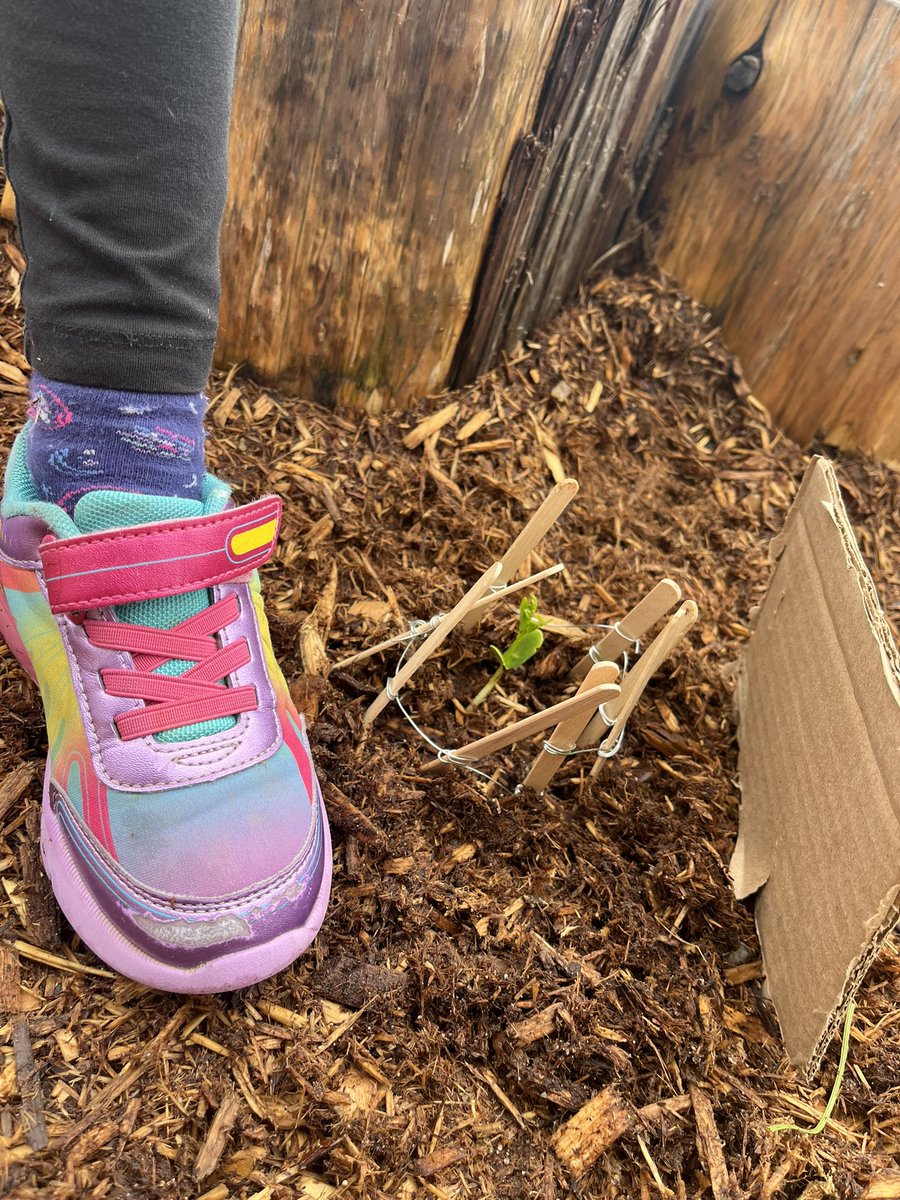 We found a tiny sprout growing out of the wood chips in the back playground. The students made a little fence and a sign to keep it safe. What do you think it will grow into? @DesmondHDSB