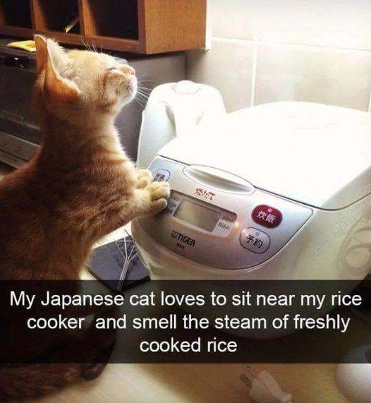 ALCommunity3's tweet photo. 😂🤣
.
.
.
.
.
.
.

#viral #viralreels #viralvideo #viralpost #funny #reels #kittencam #eddie #Fosterkittens #kitten #kittensoftwitter #catsofinstagram #新潟　#猫カフェ #HAPPYBIRTHDAY #猫好き　#猫のいる生活 #三毛猫　#猫のいる幸せ　#猫のいる暮らし　#funnyanimals #funnycats https://t.co/nTtlI55PJz
