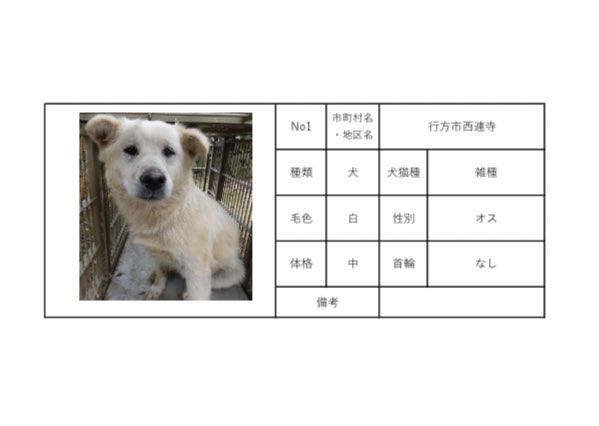茨城県動物指導センターで保護している、迷子の犬猫の公表情報です。🐕🐈
お心当たりの飼い主様は動物指導センターにお電話ください‼️
動物指導センター
☎︎0296-72-1200(受付時間：平日8:30〜17:15)

6月13日(火) 公表情報