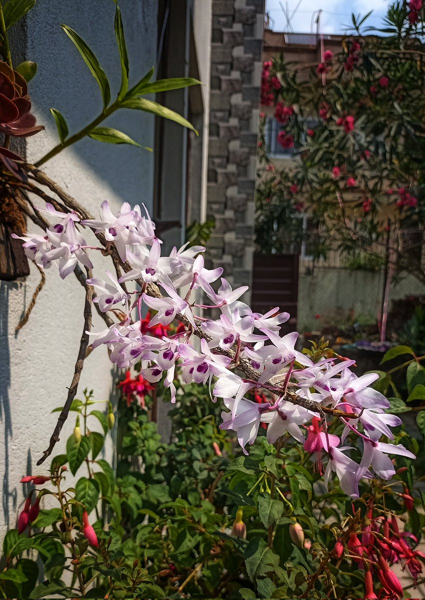 यो मेरो जन्मदिनमा फुल्ने सुनाखरी भएकाले उपहार पाएको थिएँ...हरेक वर्ष फुलेर उपहार दिने भयो ‌🥰

#dendrobium #transparens #orchid #gardening #flower