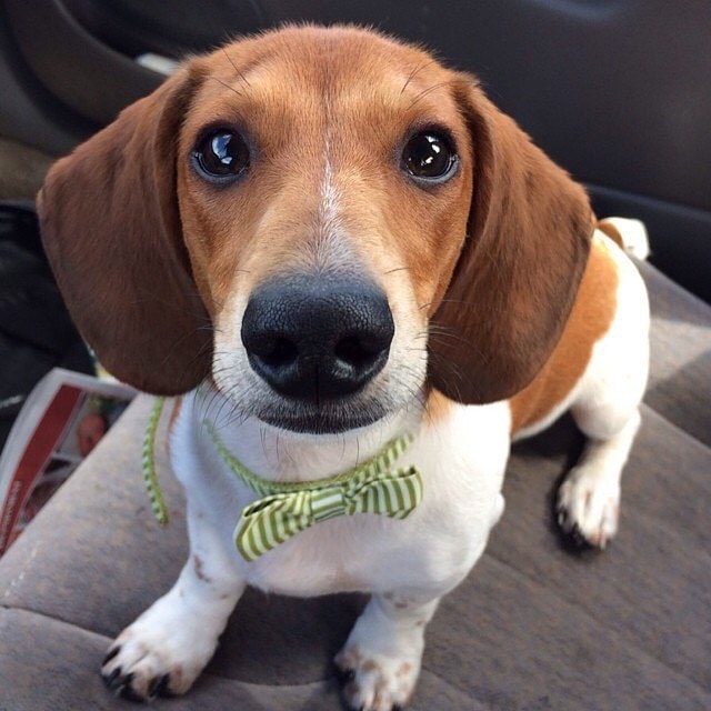 DogsSurvival's tweet photo. So adorable!📷
#Dogsofworld #Dogslover #Dogs_of_instagram #Dogsofinstagram #Dogs https://t.co/rRIRE2ZMAy