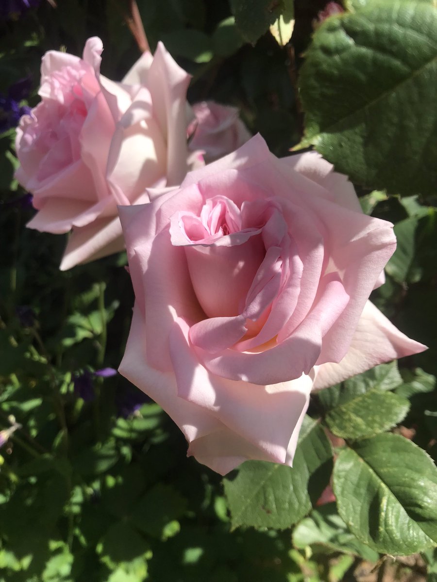 💕Wishing you a very happy #rosewednesday  #rose #roses #flowers #gardening #gardenshour #wednesday #positivity #sunshine #GardeningTwitter #ThePhotoHour