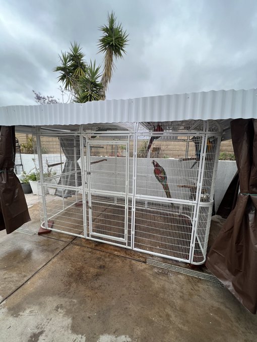 My new macaw aviary ❤️ https://t.co/dngo1Yr0wG<a href="/tag/venice"class="tags"><span>#venice</span></a>