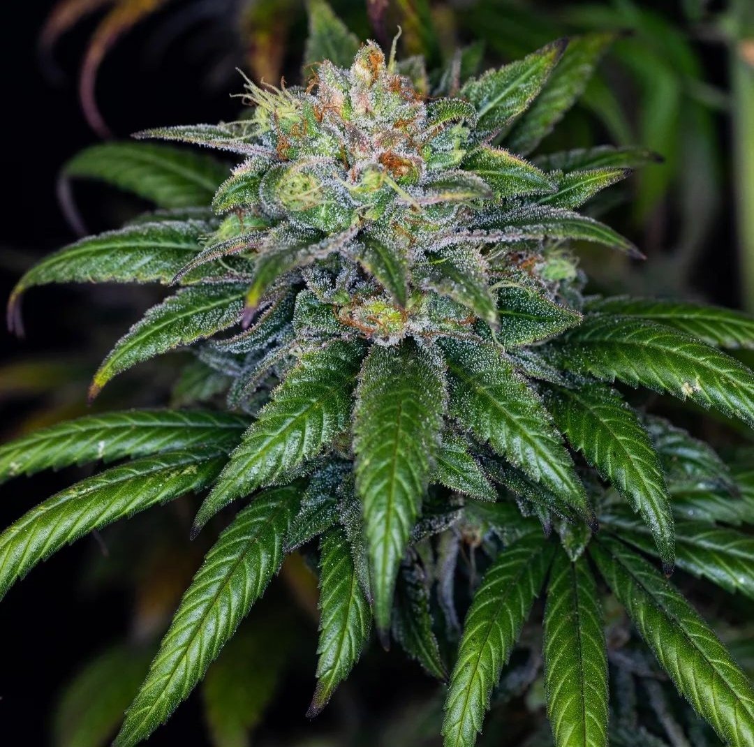 KannabiaSeeds's tweet photo. KARIBBEAN MANGO 🥭 by #KannabiaSeeds 🌱 @IntKannabia @Kannabia_Samen
📸 Gracias al amigo #kannabista @Greenseedtests 👌😋😍🧡💚
ℹ️ #KaribbeanMango #collectionseeds ➡️ https://t.co/uX0dtAAEhO
Fem ♀️
-40% de #descuento
🏆🥉3° Premio "Best Indica"
Copa Cannábica Axarquía 2013 🇪🇸 https://t.co/oplSArjd4J