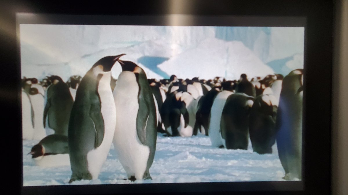 Why are penguins 🐧 
SO Adorable!?

#penguins 
#marchofthepenguins ♥️