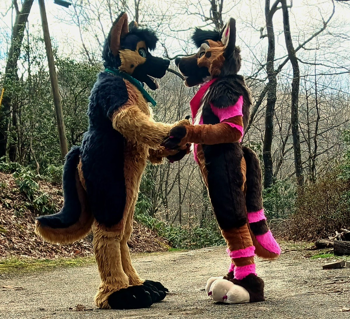 Paisley shep🔜Bewhiskered 2026! tweet media