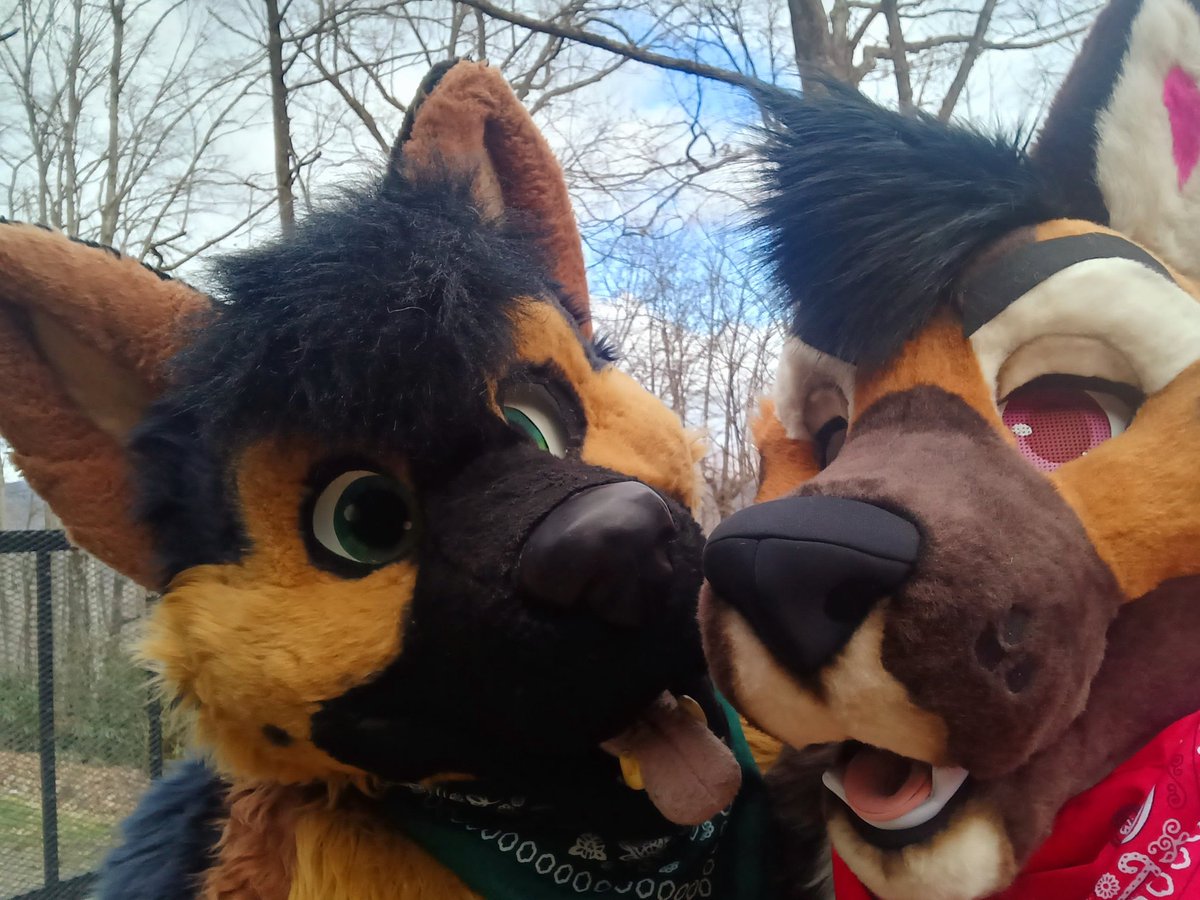 Paisley shep🔜Bewhiskered 2026! tweet media