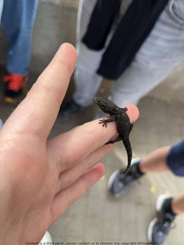 MaybelleM5's tweet photo. Hi! I'm curious about the identification of this species, so I'd love any information anyone can share about it. I met this guy in Sicily, Italy and would love to know more! Thanks! https://t.co/cr4ComDmDc