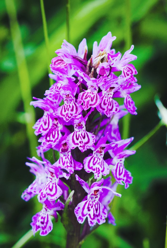 Stunning wild #Orchid @Gateshead #ShibdonPond at weekend. @GeoffMount
#TwitterNatureCommunity #WildflowerPhotography #WildFlowerHour @WildlifeTrusts