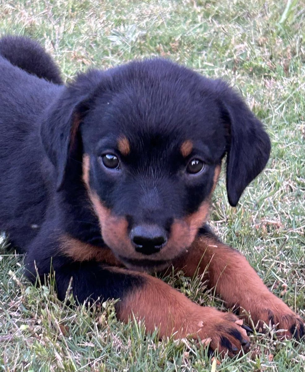 Rockweiler‘s with mother on site available for adoption must be vetted with proof of veterinarian records @144captain @MaverickJRose @V2Angrymech #RESCUEISMYFAVORITEBREED