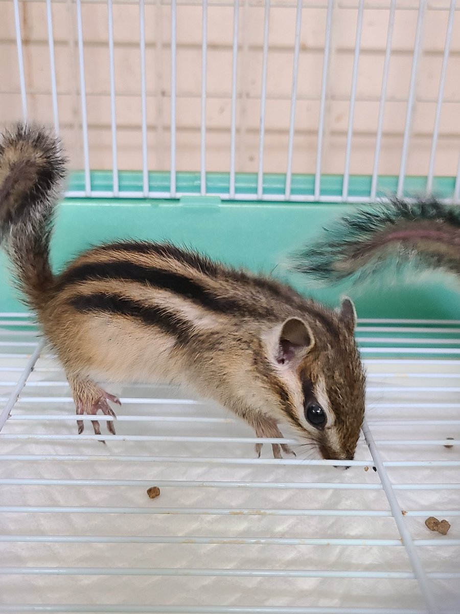 エキゾチックアニマルRodzina (@Rodzina7) / Posts / X