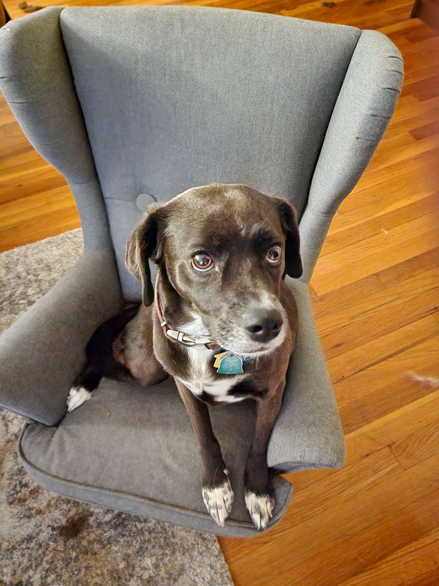 kingnerdiii's tweet photo. I think it's only right to introduce all my new followers to my dogs... https://t.co/yGqXu4YaAN