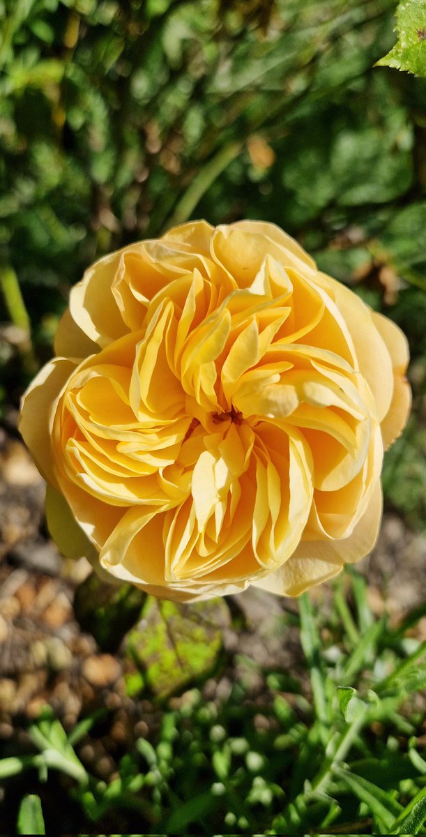 Good morning everyone. Up early to get ahead of work. First year for Rosa 'Roald Dahl'. I think it's a beaut! #Gardening #GardeningTwitter #GardenersWorld #RoseWednesday #Roses