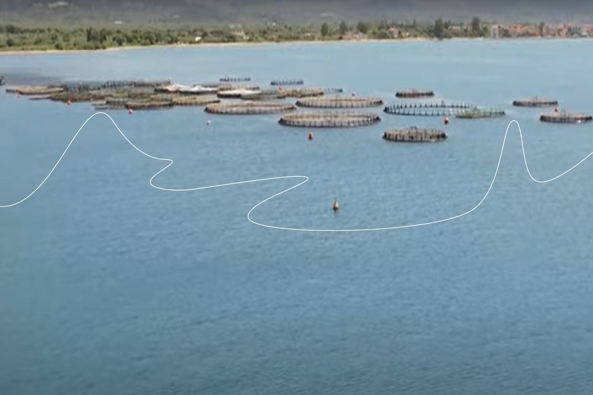 GRAIN_org's tweet image. Watch the short documentary showing severe threat posed by the plan to drastically expand industrial fish farms in Poros island, Greece. youtu.be/cDm0_zFr5R8 
Find out more on the campaign via Katheti: katheti.gr/en/ #SavePoros