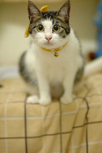 Cat Photo Every Hour (@catphotobot) on Twitter photo 