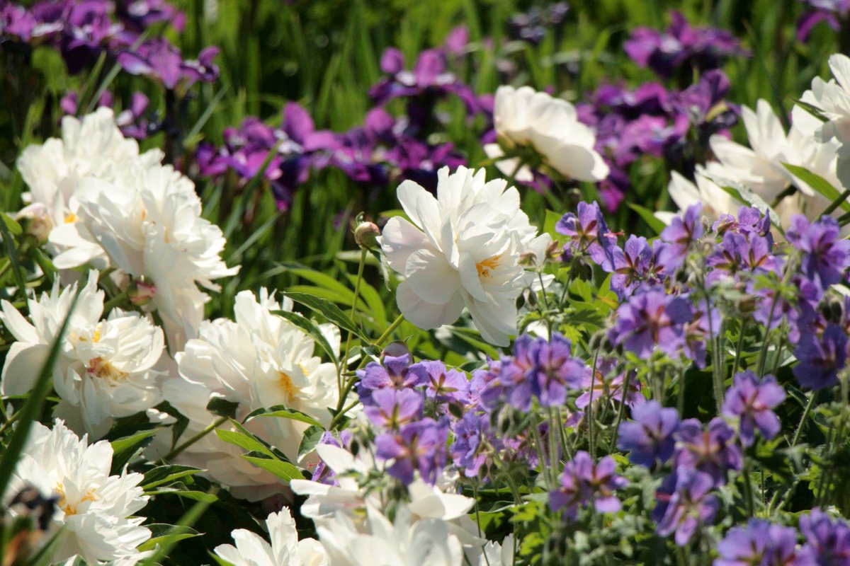 Iegrimt peoniju ziedu smaržā botanika.lu.lv/par-mums/zinas…