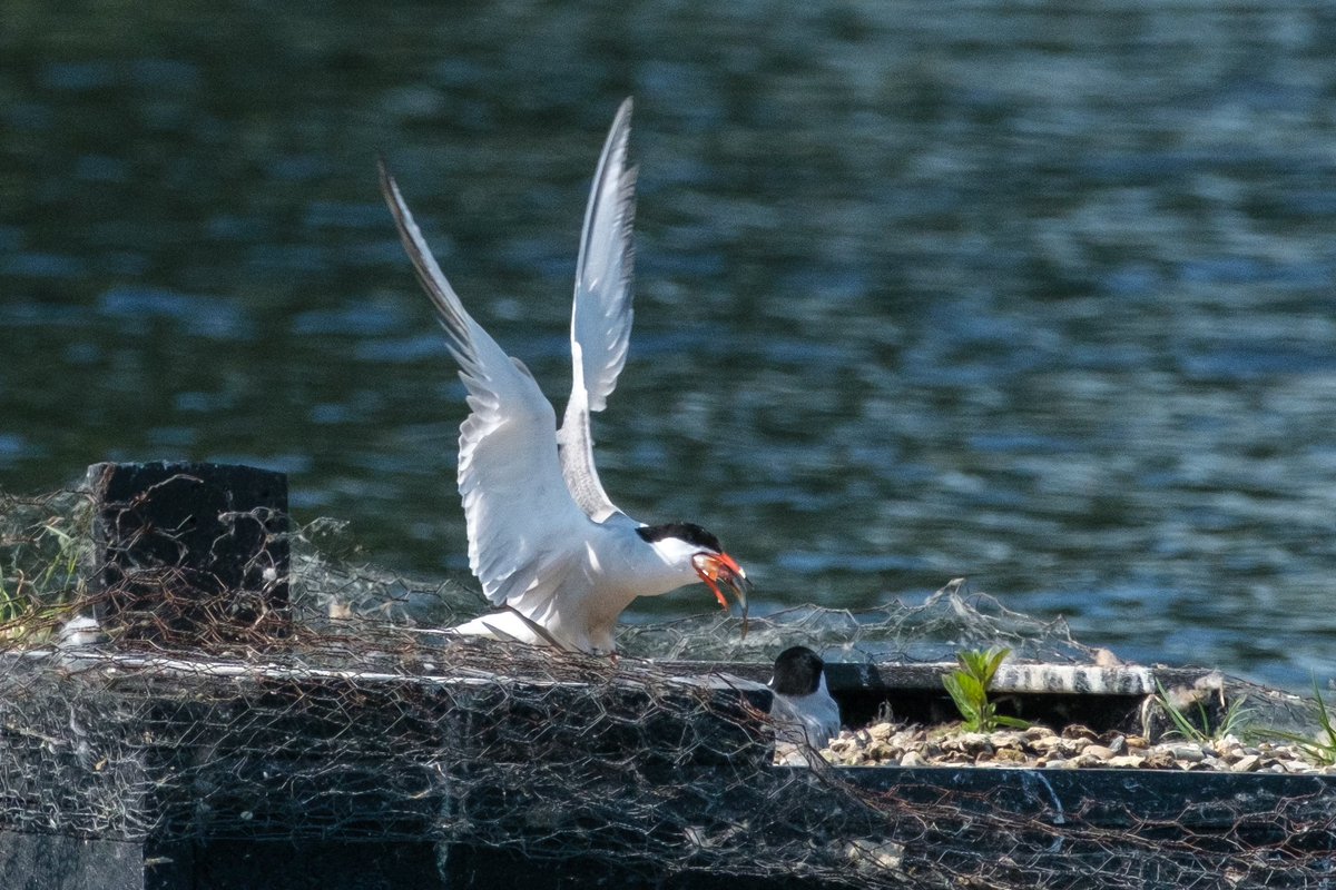 nigelgutgenug's tweet photo. Beautiful pair of Common Terns at @WickenFenNT
@bto @RSPBEngland @CambsBirdClub
#birding #birder #BirdsOfTwitter #bto #rspb #cambsbirdclub #wickenfen #cambridgeshire #fujifilm #fujifilm_xseries #fujifilmxh2s #thefens #fascinatingfens #commontern https://t.co/Cel9a6KEg0