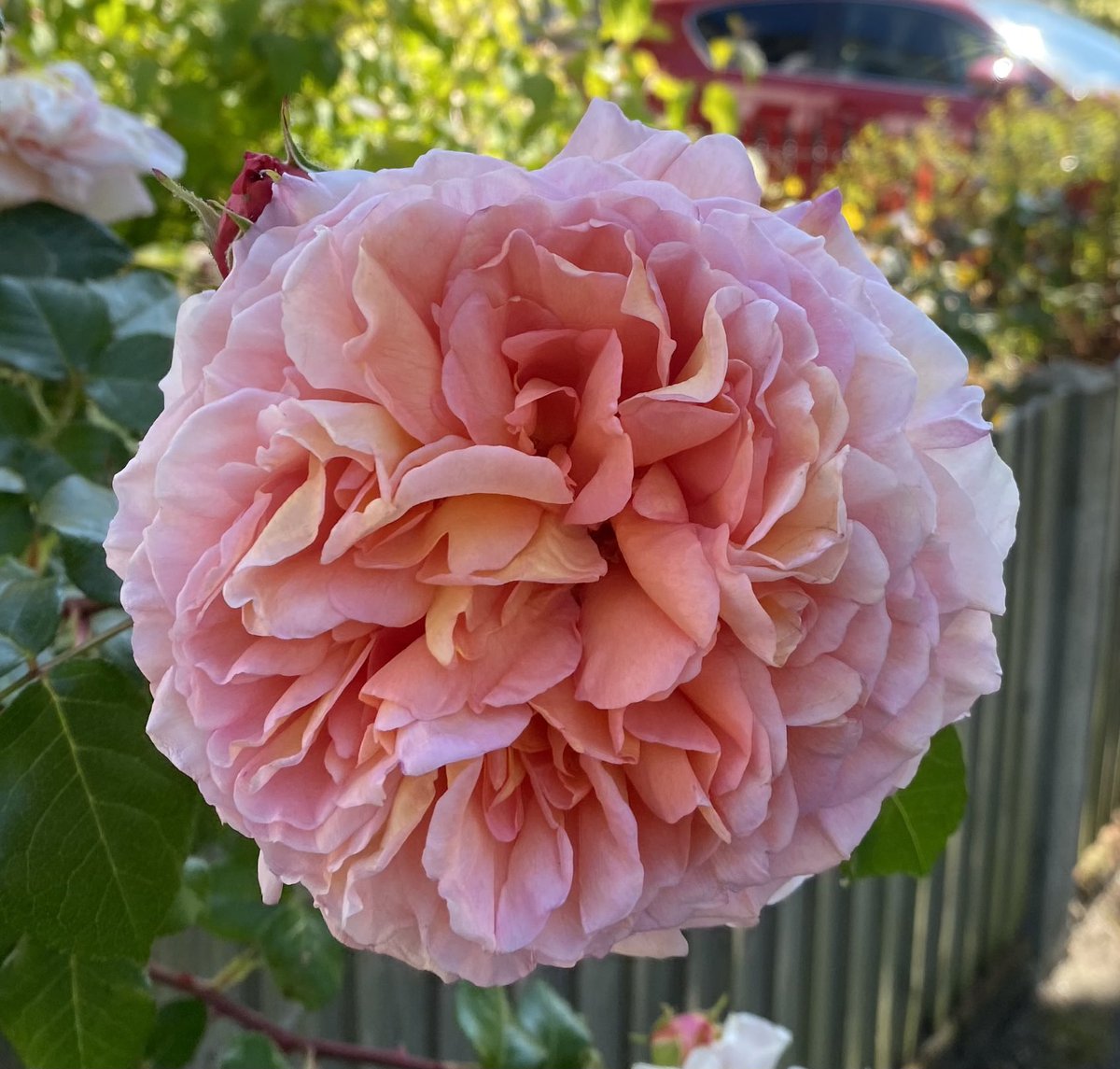 A neighbour’s rose escaping over the fence.  Gorgeous!  #roseWednesday