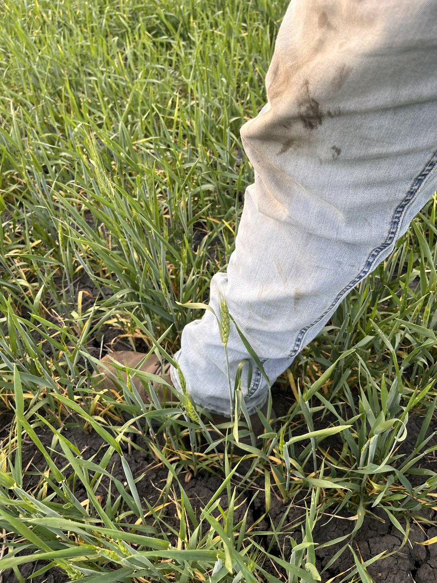 Garrett Thompson tweet media