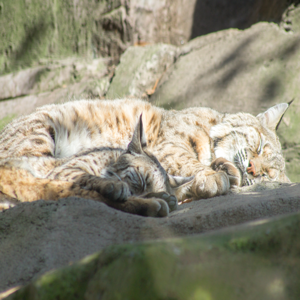 ¿Sheinbaum te informó de la muerte de Mithril y Marqués?

Ocultó la muerte de dos de los animales más queridos del Zoológico de Chapultepec, que están dentro de la lista de seguros cobrados.

Más de 21 millones de pesos por la muerte de 687 animales.

El dinero desapareció.
