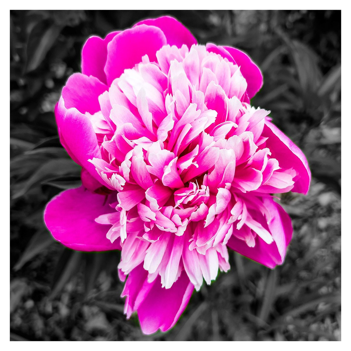 dan_ziegler's tweet photo. 365 Photo Challenge - 2023 - Day 163

#365photochallenge   #picoftheday  #CloseUp #Illustration #Art #Flower #Petal #Growth #Nature #Freshness #FlowerHead #Creativity #raw_flower  #raw_edit #raw_creative #bpa_arts #photoshop_express     #lightroom https://t.co/Ifw89PgSdx