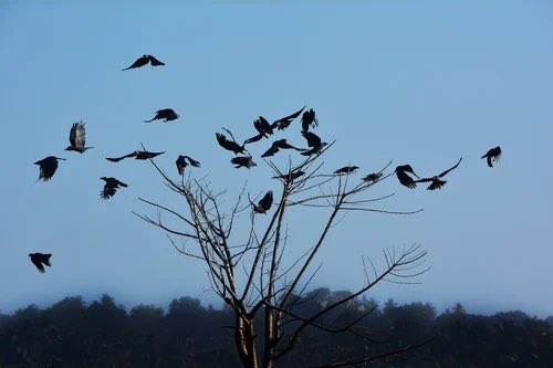 Harvis-the-crow tweet media